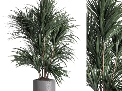 indoor plant 045 3D model
