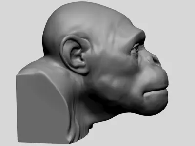 Chimp Head  3D model