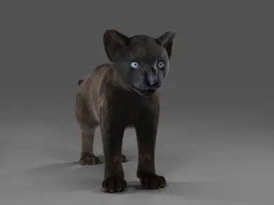 3D Fur Baby Black Panther NO Rigged in Blender Low-poly 3D model