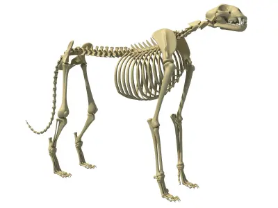 Cheetah Skeleton 3D model