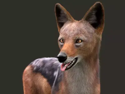Black Backed Jackal Xgen Rigged 3D model