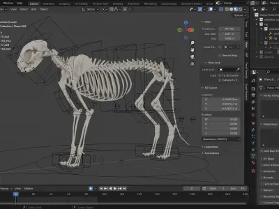 Skeleton Cat Low-poly 3D model