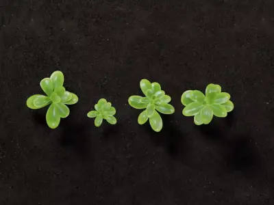 Ground Plants sedum confusum clovers Free low-poly 3D model