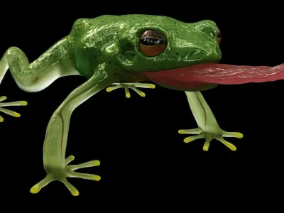 Tree Frog  3D model