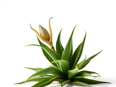 Agave Plant Green model pack Low-poly 3D model