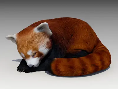 Red Panda Low-poly 3D model