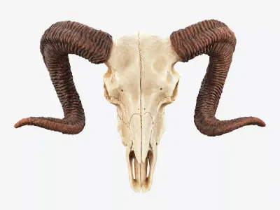 Bighorn Ram Skull PBR Low-poly 3D model