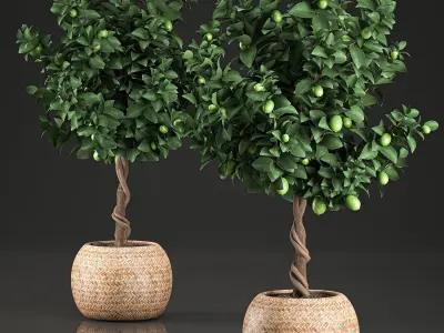 Lemon Tree for the interior in basket 637 3D model