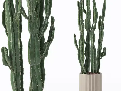 Euphorbia candelabrum cactus in modern flowerpot 3D model