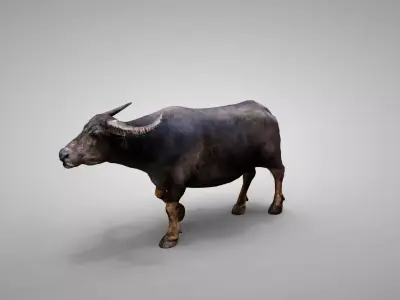 Water Buffalo Animated Low-poly 3D model