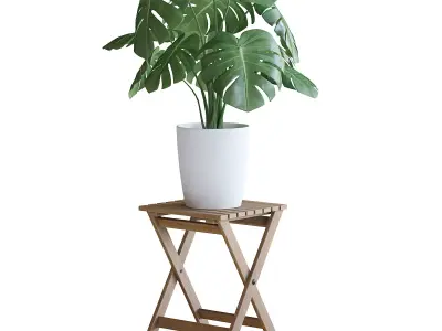 Monstera Plant 3D model