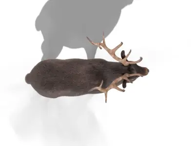 Fur Gray stag Deer NO RIG Low-poly 3D model