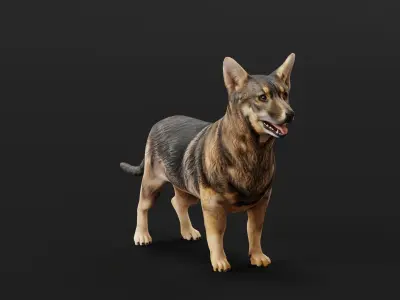 Swedish Vallhund Dog Low-poly 3D model