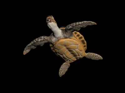 Ocean Turtle  Low-poly 3D model
