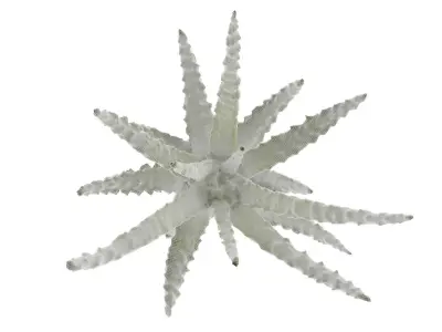 Baby Aloe Plant Free 3D model