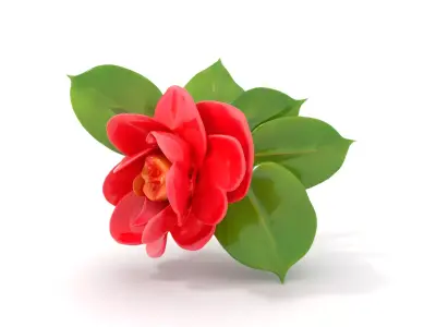 Crimson Camellia Blossom model pack Low-poly 3D model