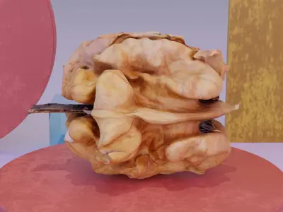 Walnut kernel high-poly 3D model