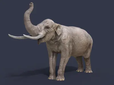 Sinomastodon hanjiangensis 3D model