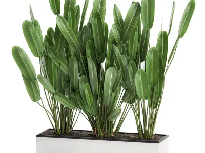 Strelitzia in a pot for the interior 757 3D model