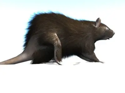 RAT LOWPOLY Low-poly 3D model