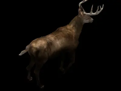 Deer fur rigged 3D model 3D model