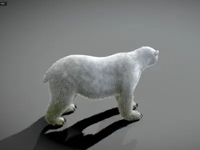 Polar bear Low-poly 3D model 8