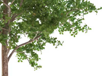 Green tree in white bowl 3D model