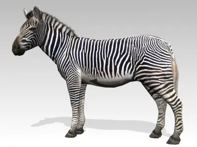Zebra Animated Low-poly 3D model