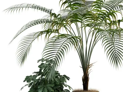 Plants collection 86 3D model
