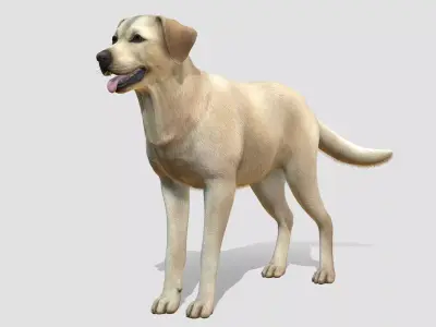 Dog - Labrador Low-poly 3D model
