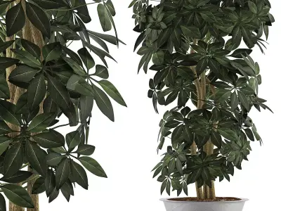 Plants Collection 76 3D model