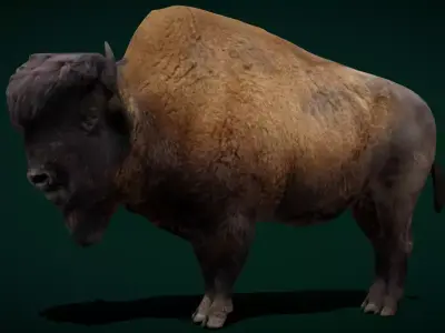 Wood Bison Mammal Low-poly 3D model