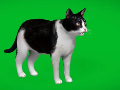 Domestic House Cat Low-poly 3D model