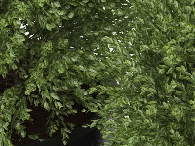 Boxwood two plants pots 3D model