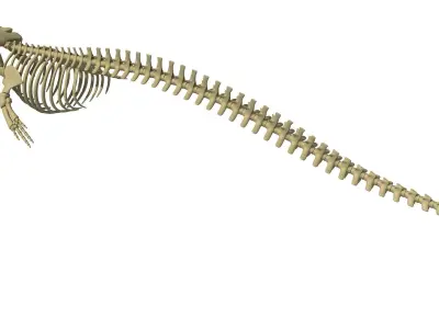 Whale Skeletons Collection 3D model