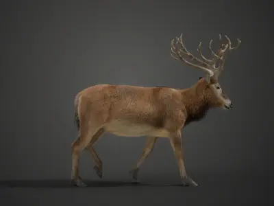 Male Deer with 2 Animations  VFX Grace 3D model
