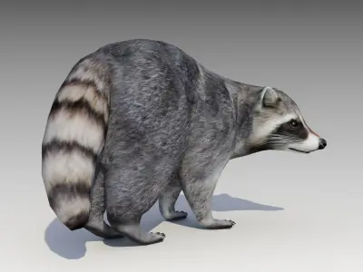 Raccoon Animated Low-poly 3D model