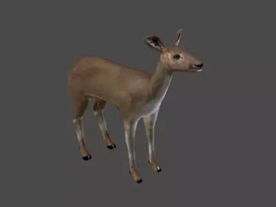 Roe Deer Doe - game model Low-poly 3D model