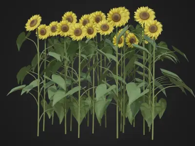 Group of Sunflower Low-poly 3D model