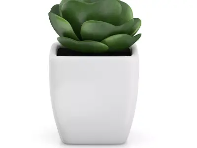 Small Plant in White Pot 2 3D model