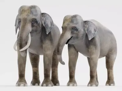 -Asian Elephants- Low-poly 3D model