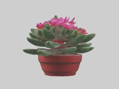 Christmas Cactus Model Low-poly 3D model