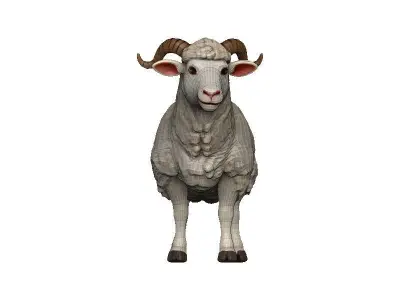 Sheep Low-poly 3D model 8
