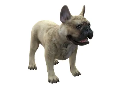 French Bulldogl 3D model