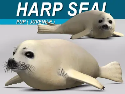Harp Seal - Pup 3D model
