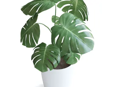 Monstera Plant II 3D model