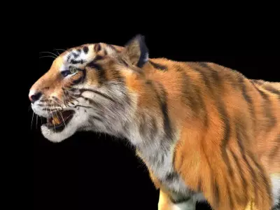 Tiger rigging For 3Dmax 3D model