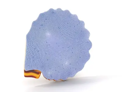 Natural Seashell Textured model pack Low-poly 3D model