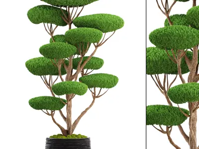 bonsai tree 3D model