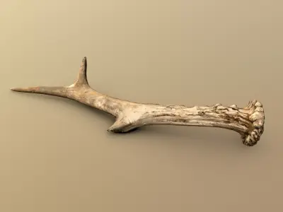 Wild and used deer antler Low-poly 3D model